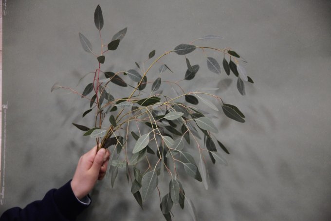 L'eucalyptus photo 2